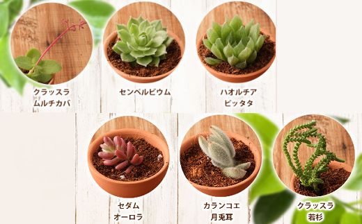 初心者におすすめ】多肉植物の小苗１０本セット（１０種類アソート