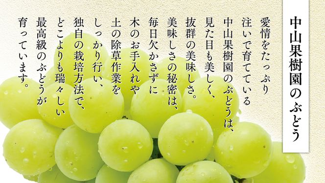 期間限定 ！ 筑西市産 シャインマスカット 1房 ぶどう ブドウ 葡萄 フルーツ 2026年産 [BW065ci]
