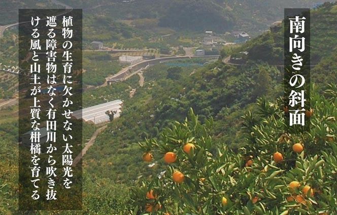 古豪の産地 田口の不知火 11玉木箱入 特選品 産地直送 贈答用 数量限定 【みかんの会】	AX147