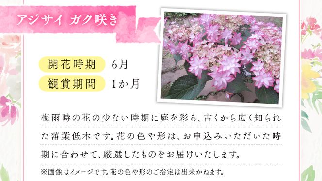 ≪先行予約≫アジサイ ガク咲き 【 おまかせ 1点 】【2025年4月上旬頃より発送開始】 植物 花 インテリア フラワー 紫陽花 お花 園芸 初夏 梅雨 ガーデニング [BG005us]