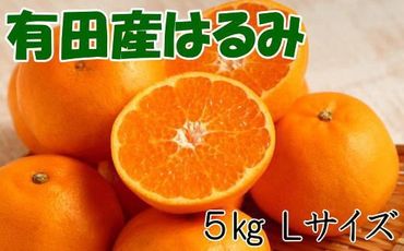 【厳選・濃厚】紀州有田産のはるみ約5kg(Lサイズ) ※2024年1月下旬頃～2月中旬頃順次発送【tec914】