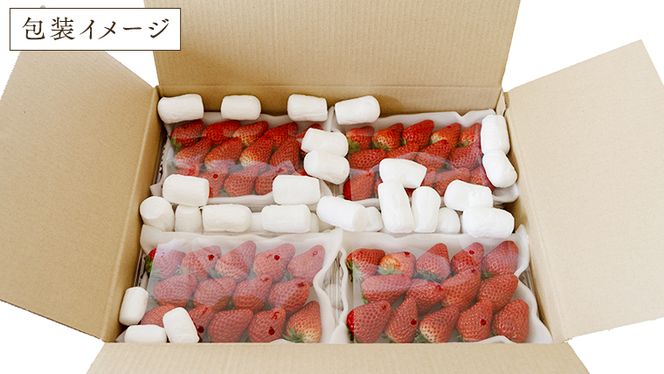 【 定期便 】 合計3kgお届け いちご の3ヶ月連続お届け便 （1回：250g×4パック）×3回 【2026年1月から発送開始】（茨城県共通返礼品：城里町） 果物 フルーツ イチゴ 苺 白いちご 白苺 とちおとめ 白いちご 紅ほっぺ やよいひめ 定期便 [BI346-NT]