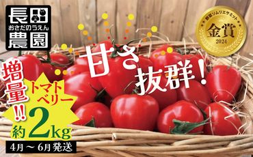 増量約2kg！甘さ抜群!!トマト嫌いでも食べられるトマトベリー 4月～6月発送 　H004-147