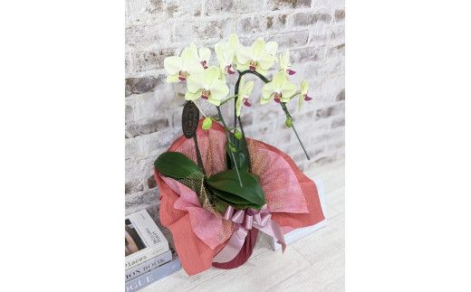 D010 ☆金賞受賞☆超希少！イエロー胡蝶蘭’日の出’小 ミディサイズ（2本立）