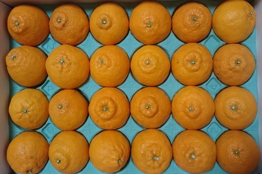 青木さんちの不知火(しらぬい)『味自慢』　※2026年3月末頃から発送　※離島不可 ---sanagouchi_amh_1_1hk---