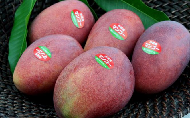 yꌧdzystzy2026Nz炩t@[̃Abv}S[ G 2kg - s\  Yn 썑t[c {̖o {̃t[c 蕨 Mtg ꌧ d