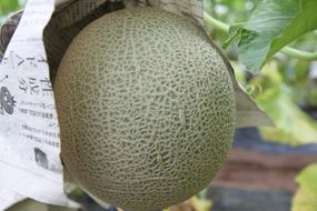  【8月上旬以降発送】季節限定！甘～い あおぞら農産「アールスヴェルダメロン」A4107