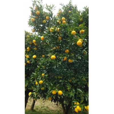 【2025年発送分】ゆず（優良品）フルーツとして食べられるゆず 約2.4kg 11月以降発送予定　えぐみの無い柚子本来の味　ゆず 柚 ユズ 柚子 生ゆず 生ユズ