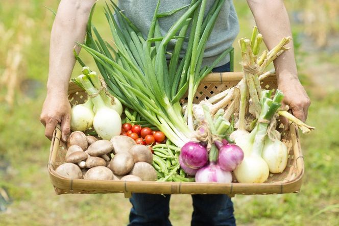 ひなたぼっこ園セット [No.383]