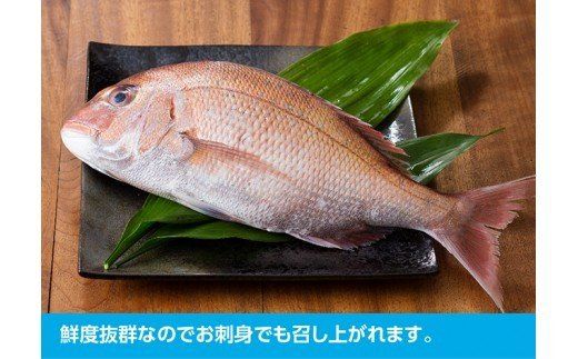 『日向灘の海の幸』 天然真鯛 （活き締め） 【 魚介類 鮮魚 魚 鯛 タイ 】 [H1706]
