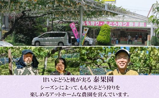 【粒】訳あり ぶどう 詰め合わせ 2品種以上 計1.5kg 177-017