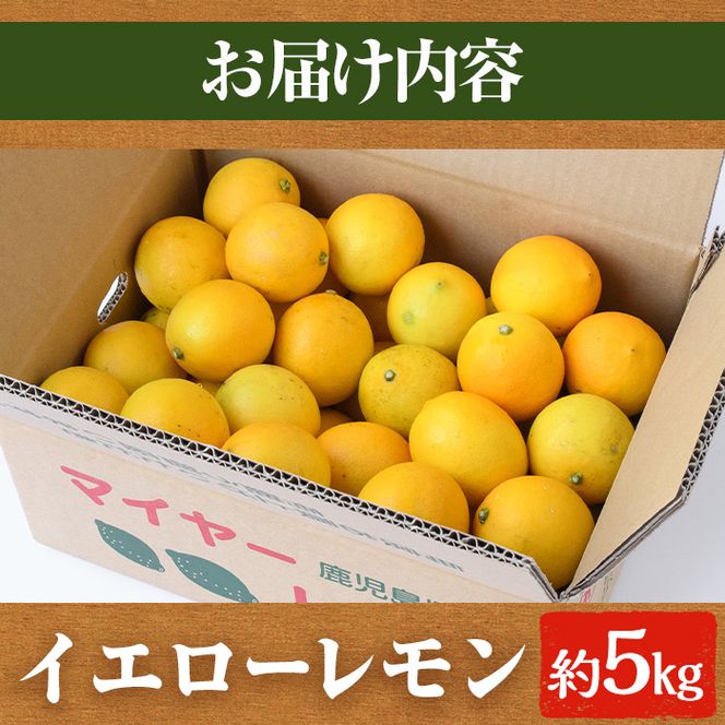 数量限定！露地マイヤーイエローレモン(5kg) 国産 檸檬 イエローレモン オレンジ 果実 果物 フルーツ 柑橘【桐野柑橘株式会社】akn070-11