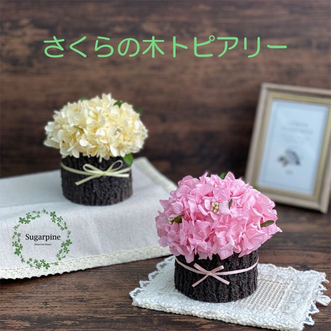 yʌtszAJ219-1 vU[uht[ ̖؁@tsVK[pC