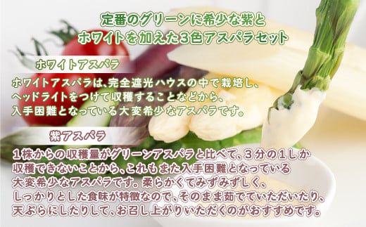 [先行受付]数量限定 定番のグリーンに希少な紫とホワイトを加えた3色アスパラセット 計約1kg 【配送不可地域：離島】 BHRG065