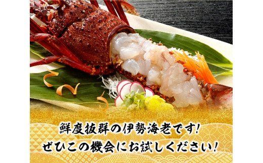担当者厳選！ 伊勢海老2.0kg（2～8尾） 【 伊勢えび 魚介類 いせえび 海産物 宮崎県産 国産 】 [C04405]