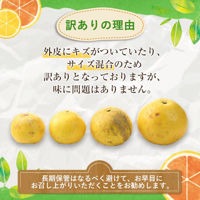 訳ありサワーポメロ(約10kg) 国産 果物 フルーツ 柑橘 甘味 酸味 デザート おやつ【松永青果】akn053-16