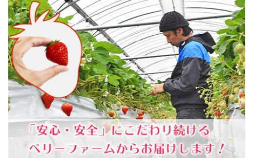 ＜宮崎県産 プレミアム有機いちご大粒12~15粒＞※入金確認後、2026年1月下旬～3月上旬までに順次出荷