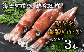 【ぷりぷり甘い高級白いか】島どれ鮮度そのまま！白いか丸ごと３本セット