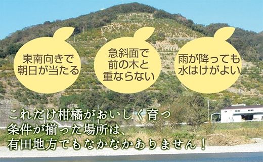 蛍飛ぶ町から旬の便り　有田みかん（10kg 2Sサイズ(小玉)）　平武農園　農家直送 BX06