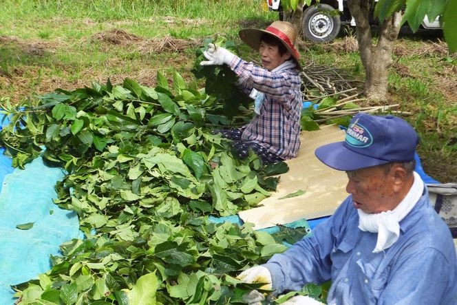 オーガニック認定葉使用 杜仲茶 5g×30包 [菱和 福岡県 筑紫野市 21760182]