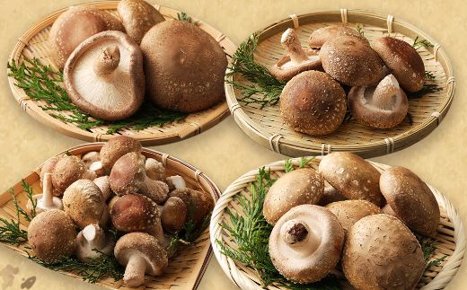 しいたけバラエティーセット800g | 椎茸 きのこ キノコ 国産 野菜 やさい 旬 季節限定 数量限定 ワケアリ 訳あり 訳アリ 大小混合 規格外 個包装 高知県室戸市 nc008