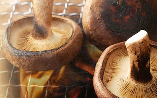 しいたけバラエティーセット800g | 椎茸 きのこ キノコ 国産 野菜 やさい 旬 季節限定 数量限定 ワケアリ 訳あり 訳アリ 大小混合 規格外 個包装 高知県室戸市 nc008