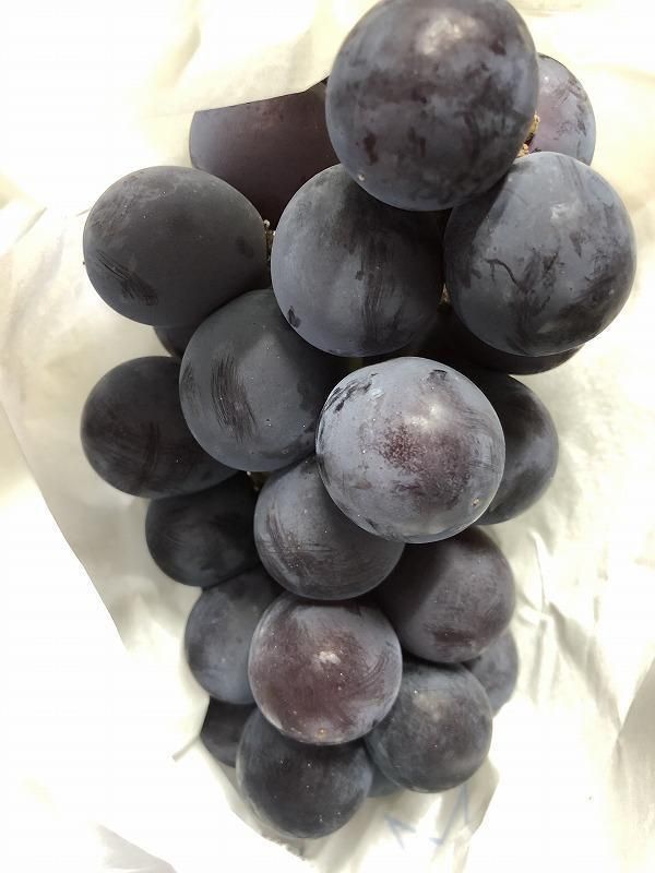 【2026年先行予約・数量限定】朝採り 巨峰「種あり」 訳あり品 約２kg＜2026年8月中旬～発送＞ 232238_AV009-PR