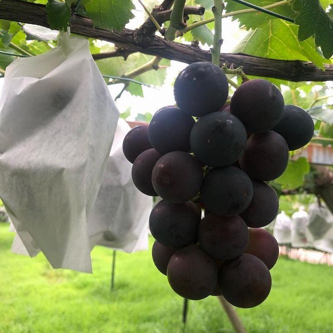 【2026年先行予約・数量限定】朝採り 巨峰「種なし」 約１kg＜2026年8月中旬～発送＞ 232238_AV010-PR