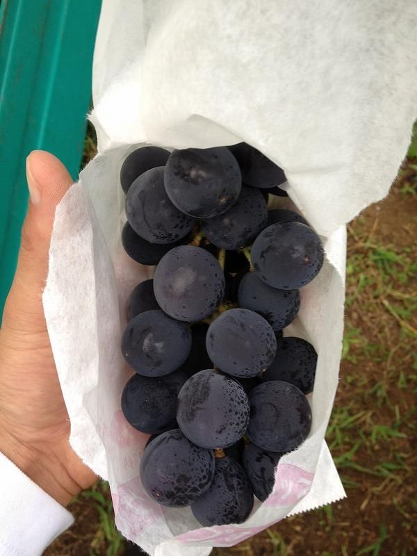 【2026年先行予約・数量限定】朝採り 巨峰「種なし」 約１kg＜2026年8月中旬～発送＞ 232238_AV010-PR