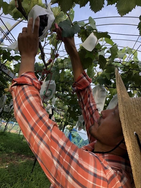 【2026年先行予約・数量限定】朝採り 巨峰「種なし」 訳あり品 約２kg＜2026年8月中旬～発送＞ 232238_AV011-PR