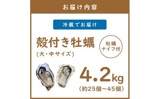 サロマ湖産 殻付き2年牡蠣 4.2kg サイズ不揃い ※牡蠣ナイフ付 ( カキ かき 4.2キロ 魚介 海鮮 貝 ふるさと納税 BBQ バーベキュー )【113-0014-2024】