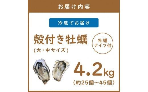 【予約：2025年10月下旬から順次発送】サロマ湖産 殻付き2年牡蠣 4.2kg サイズ不揃い ※牡蠣ナイフ付 ( カキ かき 4.2キロ 魚介 海鮮 貝 ふるさと納税 BBQ バーベキュー )【113-0014-2025】