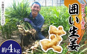 【2026年1月末〜順次発送】囲い生姜 約 4kg / ショウガ 南島原市 / ふくはちファーム [SBS012] 
