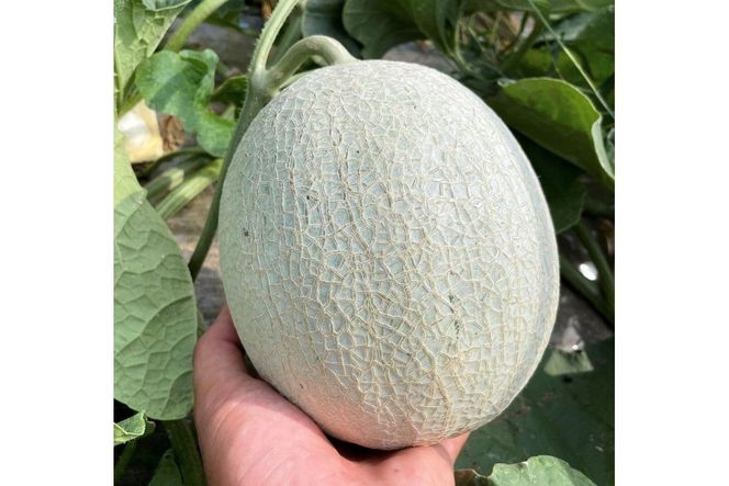 【先行予約／数量限定15】新芳露メロン1玉(2026年7月中旬～発送)　FK00012