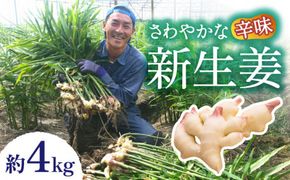 【2026年8月～発送】新生姜 約4kg / ショウガ しょうが 生姜 / 南島原市 / ふくはちファーム [SBS018]