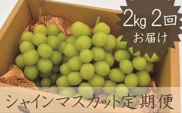 【✩先行予約✩2024年/令和6年発送分】シャインマスカット定期便 2.0kg相当×2回セット　AD-165