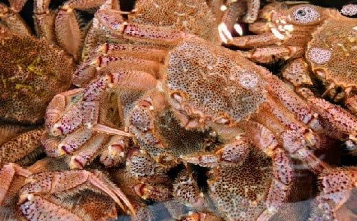 【令和8年発送】三陸産！活毛ガニ ( 500g×1～100杯 )【2026年2月〜4月発送】【配送日指定不可】【0tsuchi00958】【08】