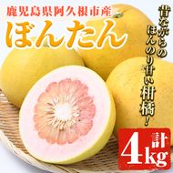 数量限定！鹿児島県阿久根市産ボンタン(計4kg) 国産 ぼんたん 文旦 果物 くだもの フルーツ 柑橘【松永青果】akn053-01