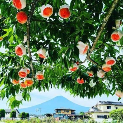 ＜26年発送先行予約＞【訳あり】河口湖で初の桃栽培！オリジナルブランド富士桃『訳あり』(約３キロ) FAH001