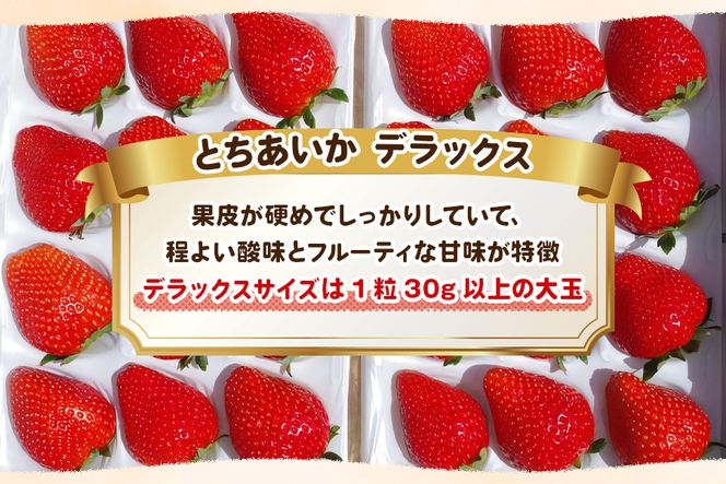 澳原いちご農園の完熟朝摘みとちあいか デラックス《1月中旬より順次出荷》｜いちご 苺 フルーツ 果物 産地直送 [0509]