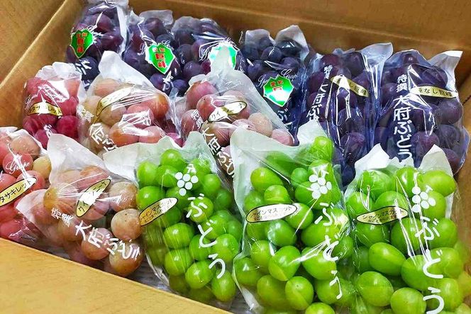 【2026年先行予約・数量限定】園主おまかせ特選ぶどう詰合せ 約２kg  (当園栽培16品種の中より厳選) ＜2026年8月中旬～発送＞ 232238_AV014-PR