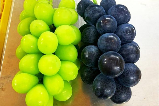 【2026年先行予約・数量限定】園主おまかせ特選ぶどう詰合せ 約２kg  (当園栽培16品種の中より厳選) ＜2026年8月中旬～発送＞ 232238_AV014-PR