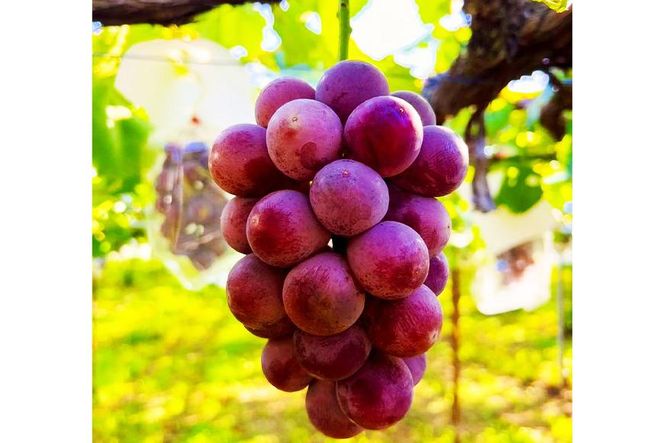 【2026年先行予約・数量限定】園主おまかせ特選ぶどう詰合せ 約２kg  (当園栽培16品種の中より厳選) ＜2026年8月中旬～発送＞ 232238_AV014-PR