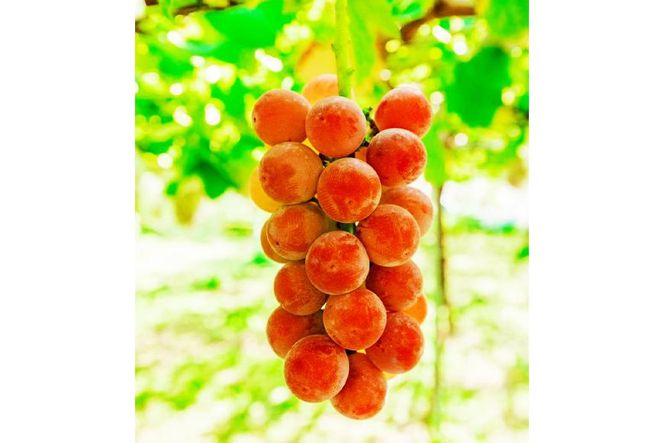 【2026年先行予約・数量限定】園主おまかせ特選ぶどう詰合せ 約２kg  (当園栽培16品種の中より厳選) ＜2026年8月中旬～発送＞ 232238_AV014-PR