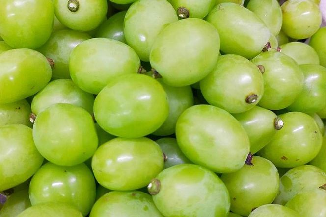 【2026年先行予約・数量限定】朝採り シャインマスカット 訳あり品 約１kg＜2026年8月中旬～発送＞ 232238_AV015-PR