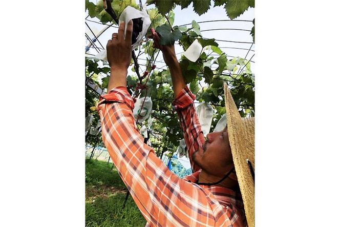 【2026年先行予約・数量限定】朝採り シャインマスカット 訳あり品 約１kg＜2026年8月中旬～発送＞ 232238_AV015-PR