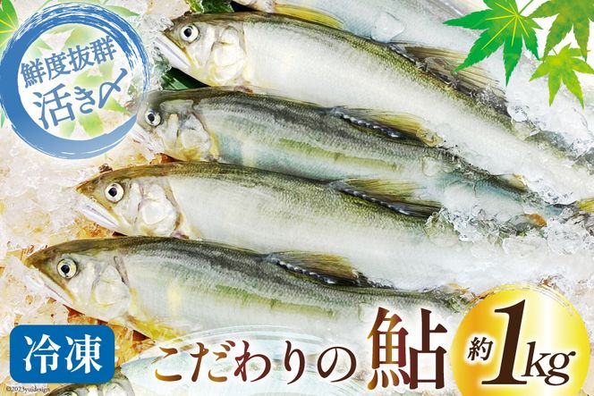 鮎 冷凍 こだわりの鮎 約1kg [あゆの是則 宮崎県 日向市 452060318]  あゆ アユ 魚 魚介 川魚 塩焼き 甘露煮 冷凍