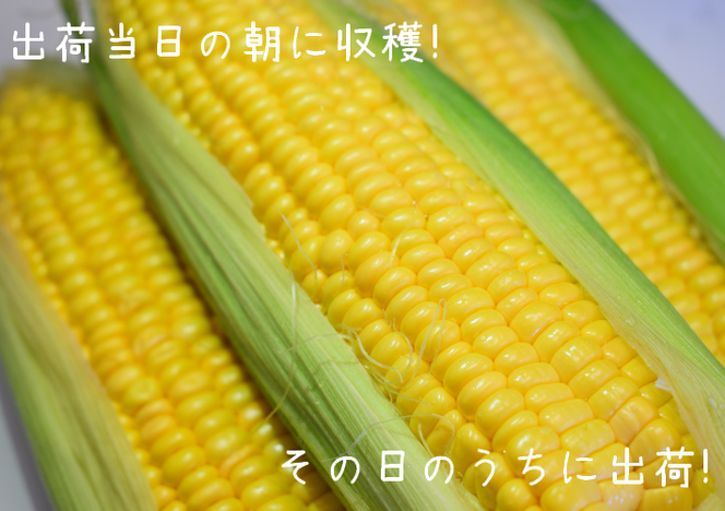 10-153【令和8年産予約受付】スイートコーン（約3kg）「京築の恵み」【令和8年6月上旬～6月下旬発送】