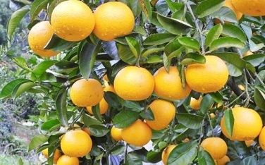 ［数量限定］有田産早生八朔約10kg（サイズ混合）★2025年12月中旬頃より順次発送 BZ101