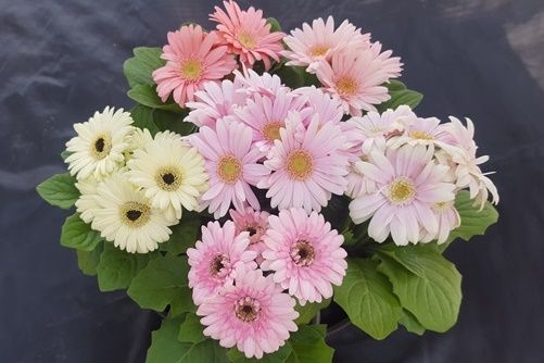 ミニガーベラナカノセレクション(ビビット系ミックスとパステル系ミックス)